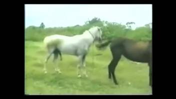 Guy roughly screws a horse and his spouse in savage ways