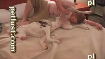 Guy screws canine in wild footage streamed live via webcam