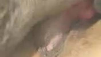 Intense close-up of a woman's vagina during the dog's intercourse with her.