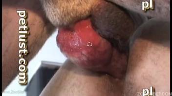 Man allows his aroused dog to deflower him anally