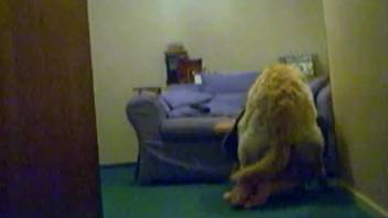 Teen girl in a skirt with zoophile tendencies screwing her attractive pet