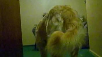 Big white dog nicely bangs my wife in amateur Zoo porn tube
