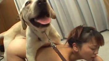 Asian slut plays with the dog cock on cam