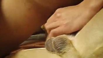 Cute gay dog licking this dude's delicious penis