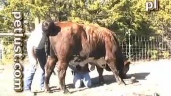 Boy jerks off bull to make him get rid of tension