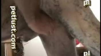 Homemade amateur canine erotica at home for the bare gentleman