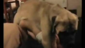 Alluring woman shoves the whole canine dick deep into her moist vagina