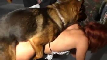 Ebony dog mounts a married woman in her vagina while she is nude and sexually excited