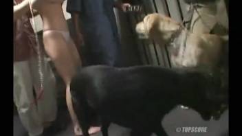 Submissive Japanese whore ravaged by beasts in intense encounters