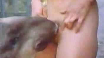 Vintage zoo clip of two lovers having sex with wild goat