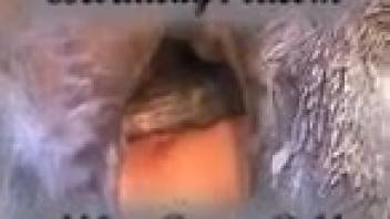 Chubby older woman performs oral on stallion's penis and then has intercourse with it