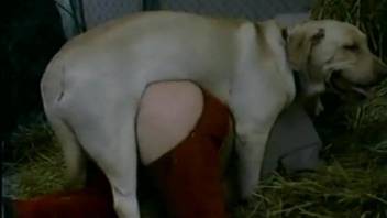 Assless pants babe getting fucked by a kinky dog