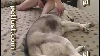 Canine erotica in the bedroom featuring a nude novice guy