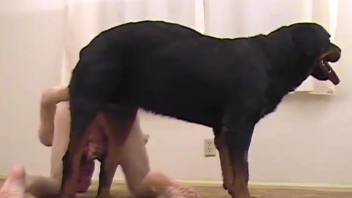 Naked man hard fucked by his Rotweiller