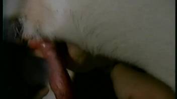Incredible bestiality video showcasing intimate dog penis riding and additional content