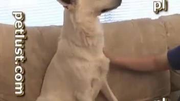 Little dog fucks man in the ass and cums in him