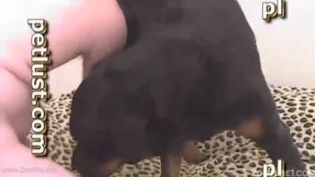 Guy lacks a lover and mates with his Rottweiler