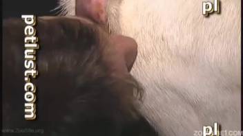Intense goat intercourse on webcam with a naked novice man