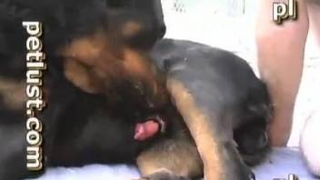 Black dog and horny male zoophile in amateur bestiality