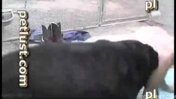 Ebony canine and aroused male animal lover in homemade zoophilia