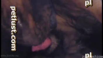 Black canine and guy in homemade zoophilia encounter