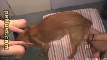 Duo broadcasts canine via webcam in intense bestiality session