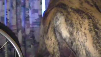 Alluring bare lady relishes the canine in some adult clips