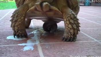 Blond-haired MILF zoophile wants to fuck a turtle