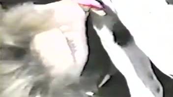 Aroused woman recorded while having sex with her dog