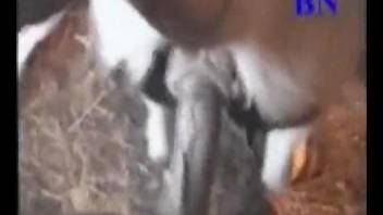 Dude with a thick boner decides to fuck a sexy animal