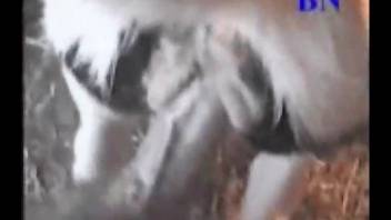 Guy with a massive hard-on chooses to bang a hot beast