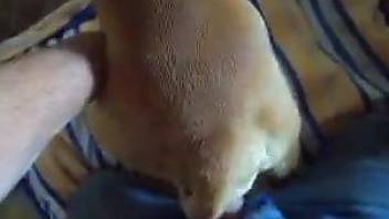 Dude fucks his dog's pussy from behind like crazy