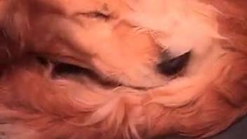 Shaggy guy banging a similarly furry beast on video