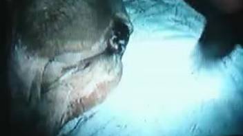 Amazing high-quality close-up of horse ass penetration video