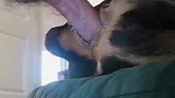 Dude's hairy cock fucking this dog's yummy pussy