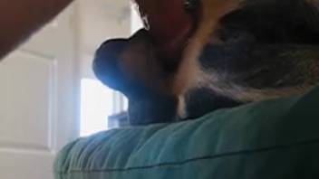 Guy's bushy dick pounding that canine's tasty snatch