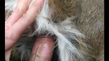 Close-up POV video dedicated to animal pussy fucking