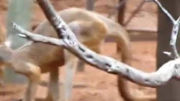 Perverted kangaroos screwing outdoors