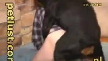 Hairy zoophile butt getting fucked by a hung dog