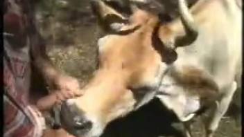 Guy bangs a lustful horned beast from the rear
