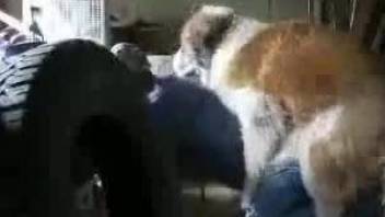 Horny zoophile gets fucked with his pants pulled down