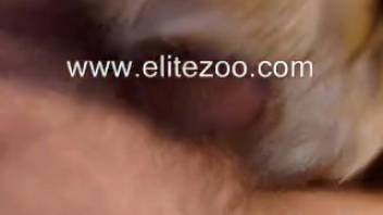 Shaggy guy with a bushy dick banging a hot female dog