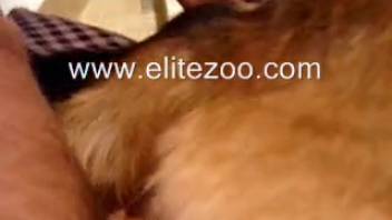 Guy screws his pet's wet pussy from the back