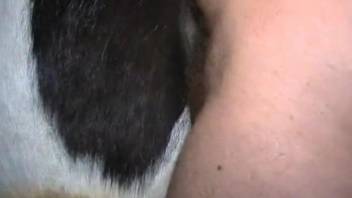 Closeup with a man during sex with his horse