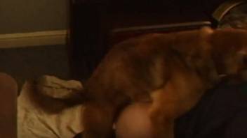 Fluffy canine introduces lady to incredible bestiality delights
