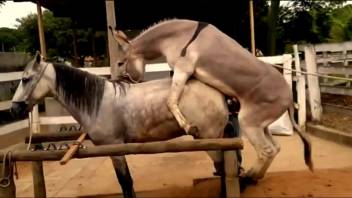 Equine intercourse brings joy to the aroused animal enthusiast