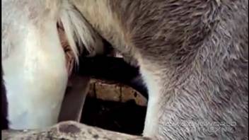 Enchanting footage of two horses mating in wild and crazy scenarios
