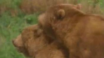 Two bears fucking your new favorite animal porn movie