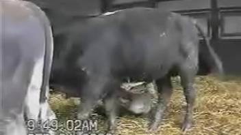 Attractive stud flaunting his impressive cock on camera