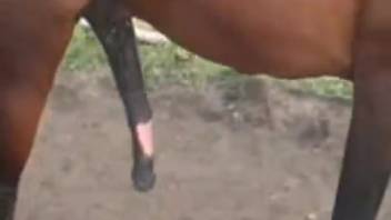 Thick-assed bestiality enthusiast being pounded by a perverted horse